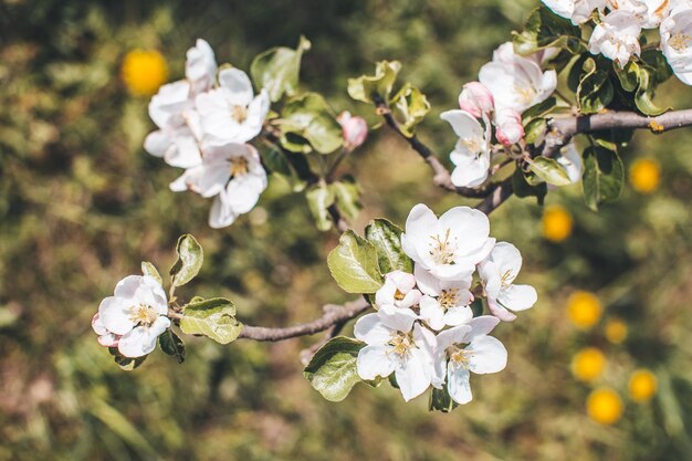 Pomme en fleurs de printemps sur l'arbre blanc