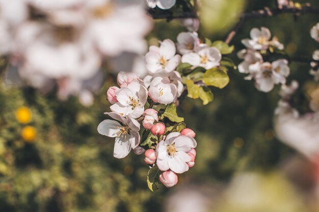 Photo pomme en fleurs de printemps sur l'arbre blanc