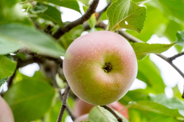 Pomme fraîche et mûre sur une branche avec des feuilles