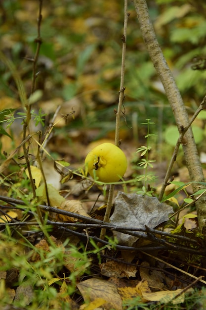 Une pomme jaune sur un très petit pommier dans l'arboretum d'automne Ulyanovsk Russie