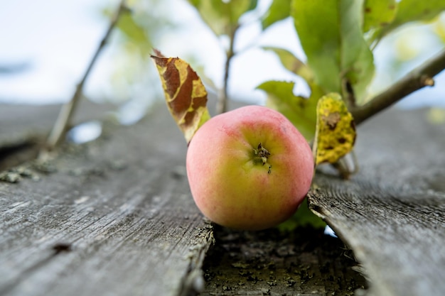 Pomme mûre sur une branche accrochée à une vieille clôture en bois dans le village un jour d'été Vue de dessous