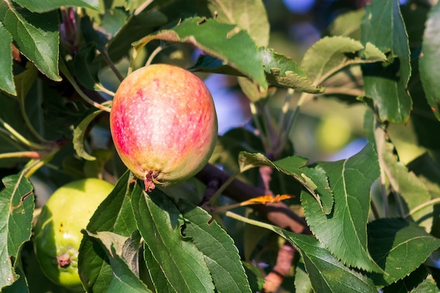 Pomme mûre sur une branche d'arbre, gros plan. Récolte dans un verger. Notion agricole. Publicité de jus de fruits