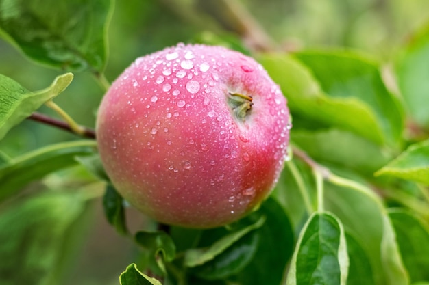 Pomme mûre avec des gouttes de pluie sur l'arbre Culture des pommes