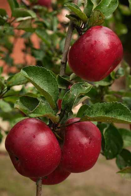 pomme mûre rouge sur une branche dans le jardin