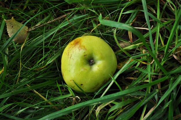 Une pomme mûre se trouve sur le sol. Il y a une pomme jaune sur l'herbe verte.