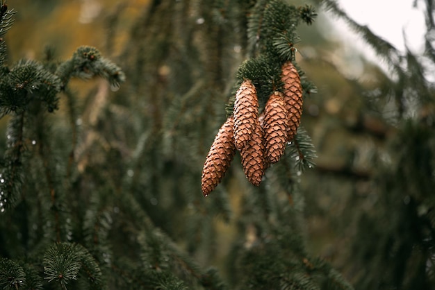 Pomme de pin sur une branche de pin avec fond d'espace de copie sombre