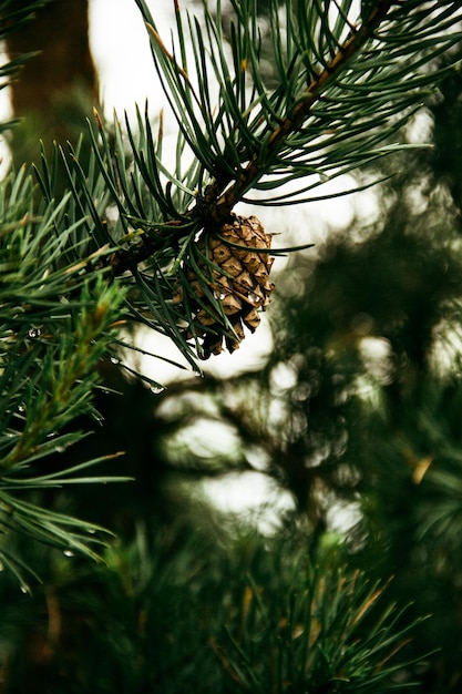 Une pomme de pin est sur une branche