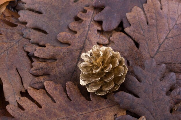 Pomme de pin sur fond recouvert de feuilles sèches