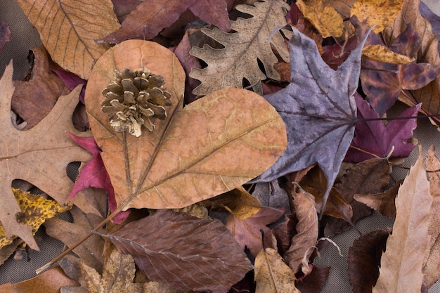 Pomme de pin sur fond recouvert de feuilles sèches