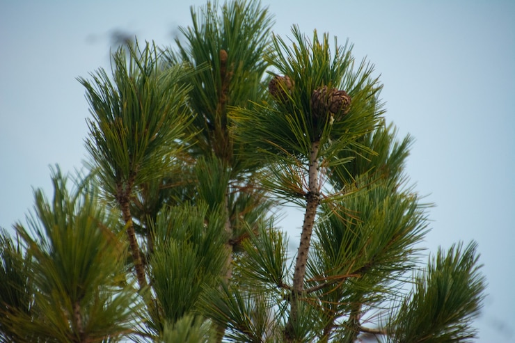 Photo la pomme de pin sur le pinus sibirica. yamal.