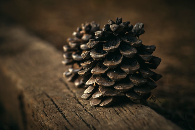 Pomme de pin placée en bois sur fond marron