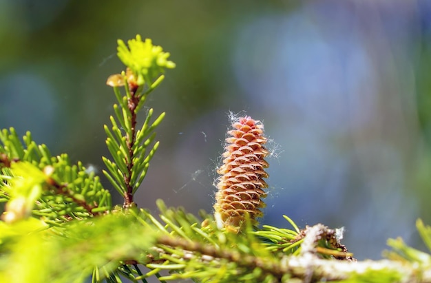 Une pomme de pin poussant sur une branche avec des aiguilles