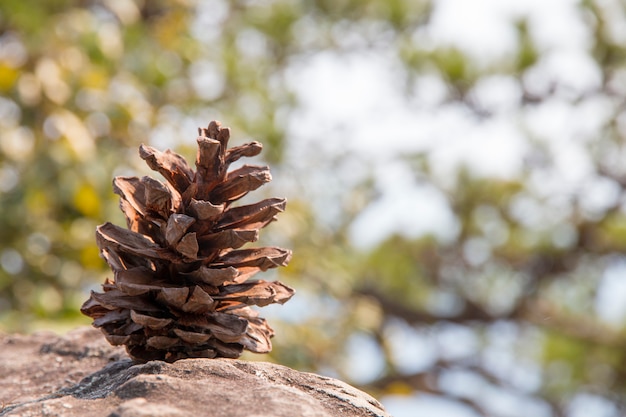 Pomme De Pin Sur Le Rocher