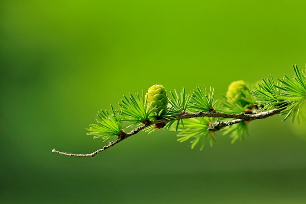 une pomme de pin verte