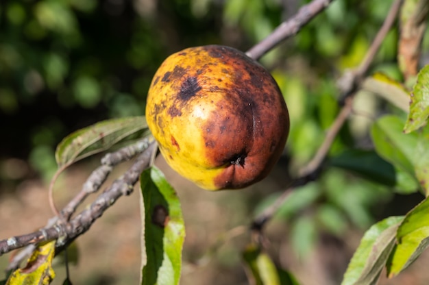 Pomme pourrie en gros plan sur une branche d'arbre