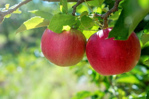 Pomme Rouge Sur L'Arbre, Pommier