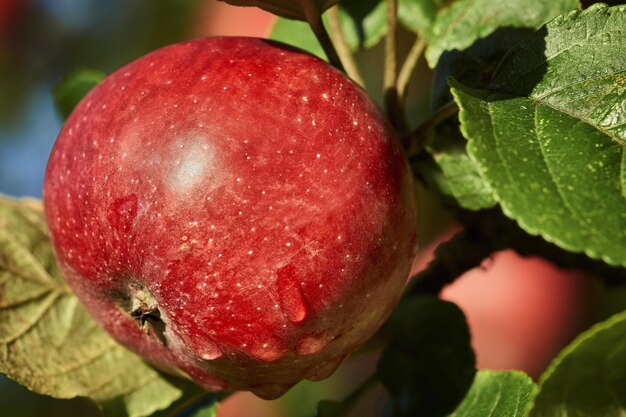 pomme rouge sur une branche