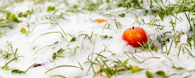 Pomme Rouge Dans La Neige Parmi L'herbe Verte Enneigée