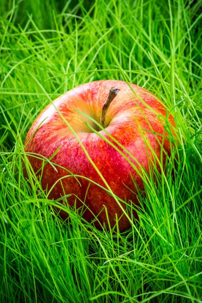 Pomme rouge sur l'herbe verte