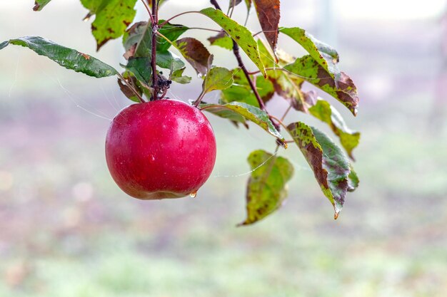 Pomme rouge humide dans le jardin sur un arbre