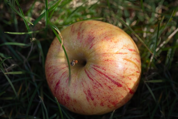 Pomme rouge et jaune sur l'herbe verte