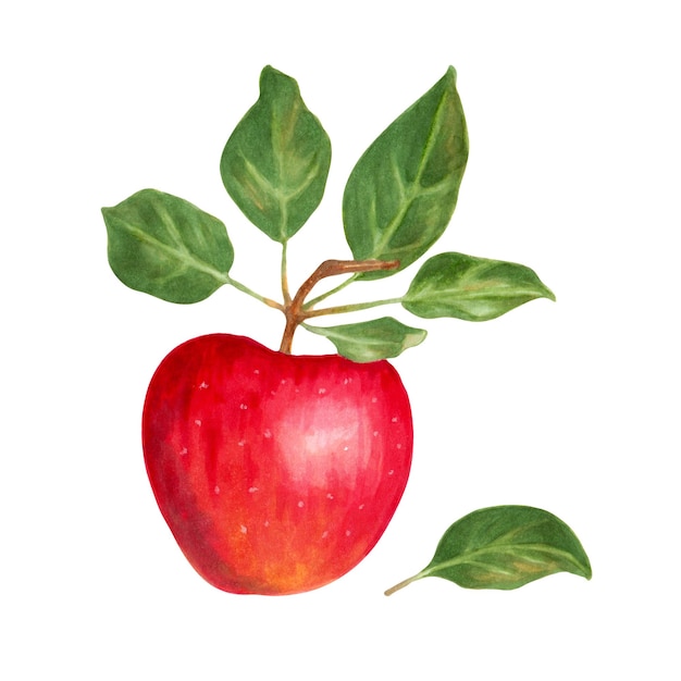 Pomme rouge juteuse avec des feuilles vertes Illustration avec des marqueurs Objets isolés sur fond blanc