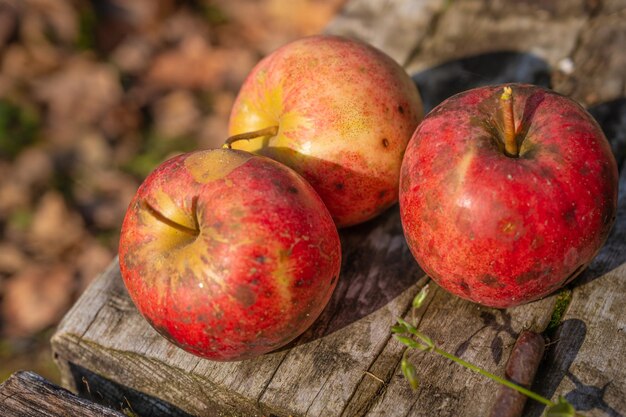 pomme sauvage empoisonnée