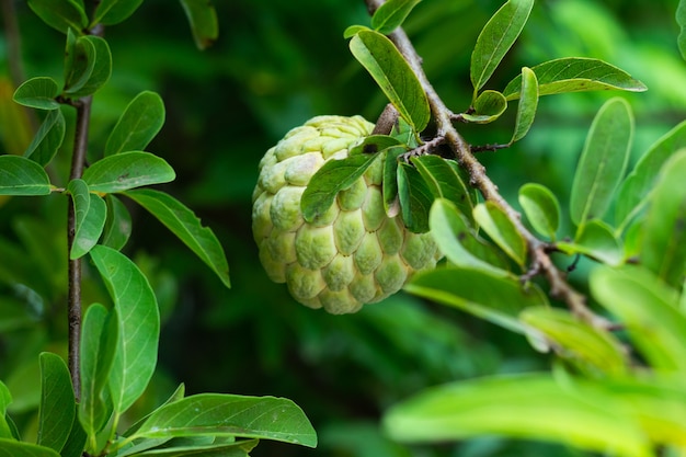 Pomme de Sucre ou Pomme de crème sur un arbre