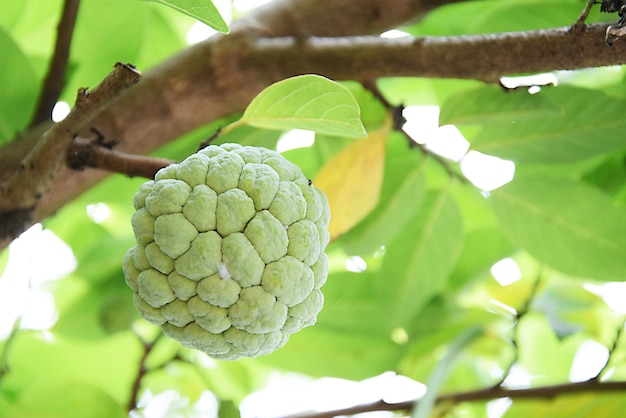 Pomme de Sucre ou Pomme Custard qui pousse sur un arbre