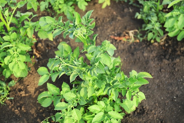 Pomme de terre dans le jardin aux beaux jours