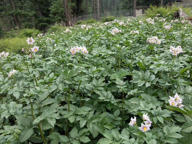 La pomme de terre plante des fleurs dans le champ