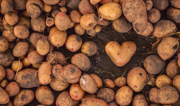 Photo pomme de terre sale en forme de coeur sur le brun végétal.