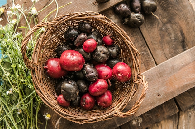 Pomme de terre Vitelotte pourpre crue biologique du cru sur table en bois