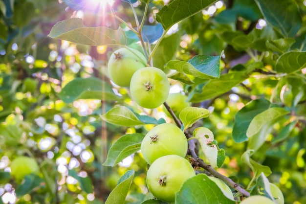 Pomme verte sur une branche contre le ciel bleu et le soleil