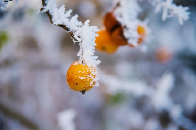 Une pomme verte sur une branche en hiver Fruits congelés recouverts de givre et de neige La beauté est dans la nature Jardin en décembre