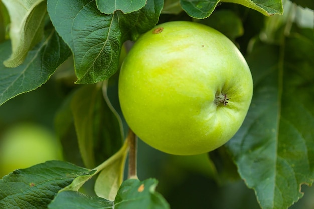 Une pomme verte sur une branche d'un pommier