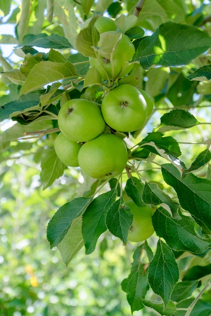 Pomme verte fraîche sur l&#39;arbre, arrière-plan flou.