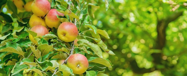 Pommes sur un arbre dans le jardin. Mise au point sélective.