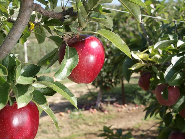 Pommes sur un arbre dans un jardin