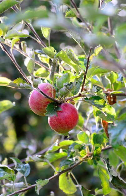 pommes sur l'arbre prêtes à être récoltées, image prise le matin