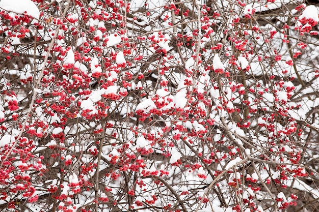 Les pommes sur l'arbre sont couvertes de neige