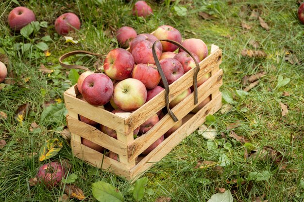 Pommes d'automne bio fraîches dans une boîte de jardin en bois. Notion d'agriculture biologique