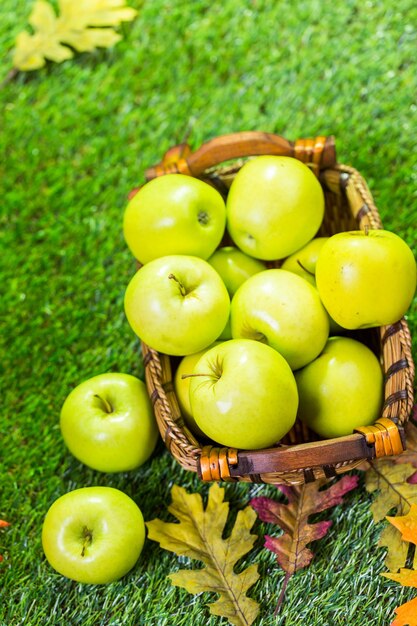 Pommes biologiques fraîchement cueillies à la ferme.