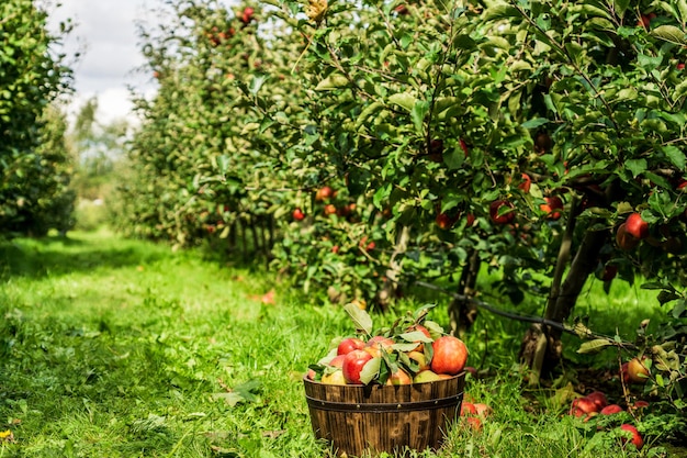 Pommes biologiques saines dans un panier brun sur l'herbe verte à la ferme