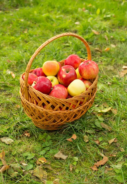 Pommes biologiques saines dans le panier sur l'herbe verte au soleil