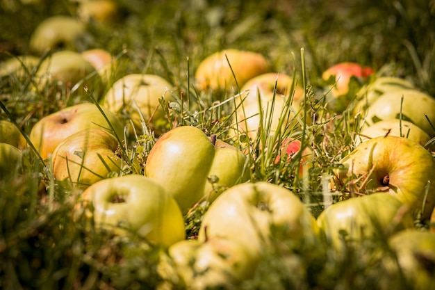 Pommes blanches douces sur l'herbe verte Pommes fraîches savoureuses Récolte de pommes blanches