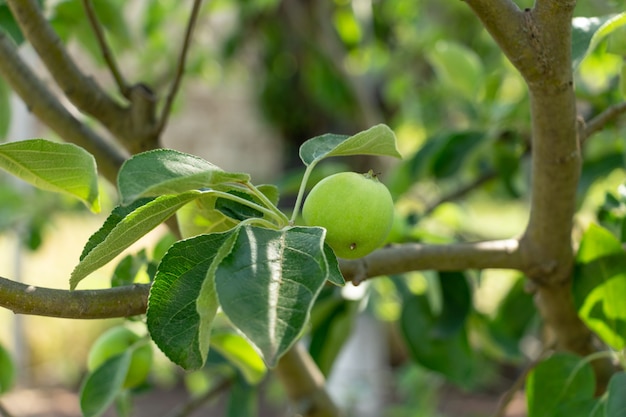 Pommes braeburn vertes sur des branches d'arbres dans le jardin