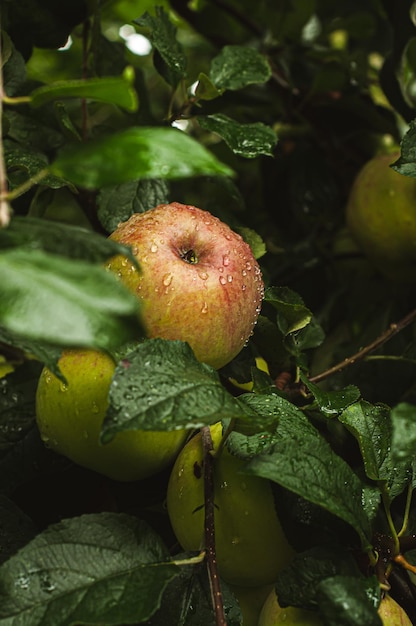 pommes sur des branches d'arbres récolte d'automne cueillette de fruits agriculture produits biologiques