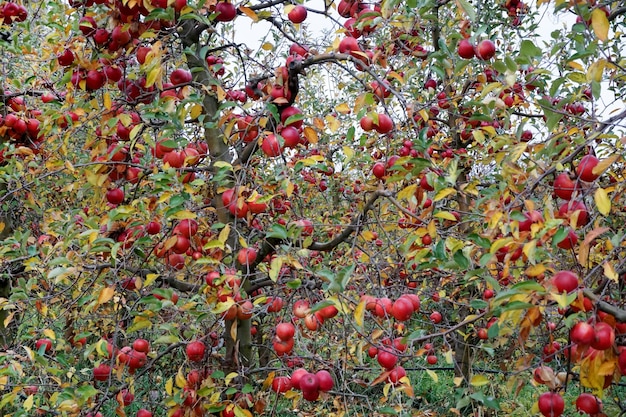 Pommes brillantes suspendues à une branche d'arbre dans un verger de pommiers
