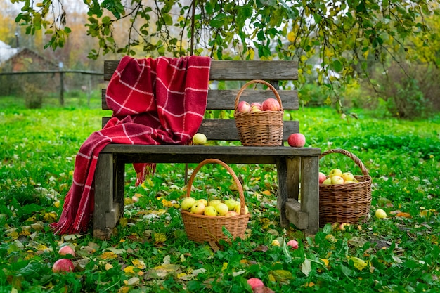 Pommes cueillies dans trois paniers sur un banc en bois